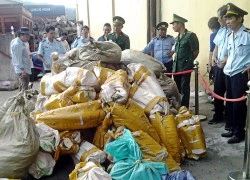 Liên tiếp bắt 3 vụ buôn lậu, tạm giữ gần 8 tấn ngà voi, sừng tê giác, vảy tê tê