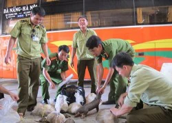 Thu giữ 550 kg lòng heo thối cùng 12 con rùa, tê tê trên xe khách