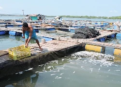 Các công ty xả thải làm cá chết bị phạt 2 tỷ đồng