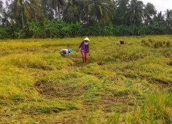 Chưa hết rầu vì giá, nông dân lại não lòng nhìn lúa ngập trong nước