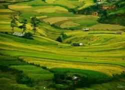 Đi lại và ăn ở khi đến Mù Cang Chải mùa lúa chín