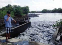 Hàng chục doanh nghiệp 'giết' sông Chà Và