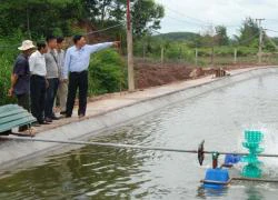 Lão nông làm gì cũng...lãi lớn