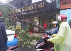 Người Đà Nẵng tất tả 'chạy bão' số 3 khi cây cối ngã đổ, nhiều người té xe