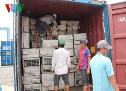 Phát hiện 3 container nhập khẩu... "hàng cấm"