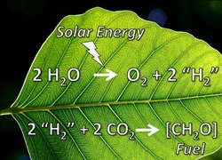 Phát minh thần kỳ: lá cây "hít" CO2 và "thở" ra xăng