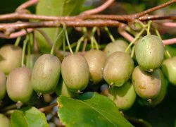 Quả Kiwi tí hon khiến các bà nội trợ mê tít