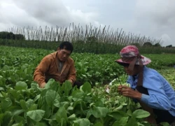 Rau an toàn vẫn "bí" đầu ra