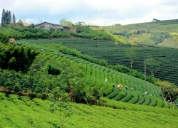 Săn mây ở làng chè trăm tuổi ở Đà Lạt