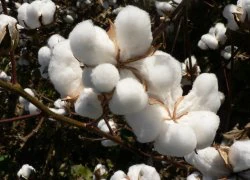 Sợi cotton - Nguyên liệu làm đẹp mới