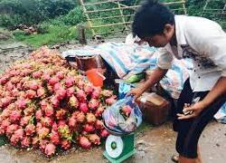 Thanh long 10 ngàn/kg đổ đống ngập vỉa hè Hà Nội