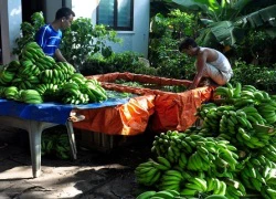 Thương lái Trung Quốc "giết" nông sản Việt bằng cách nào?