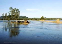 Về Đồng Tháp săn cá linh, bông điên điển mùa nước nổi