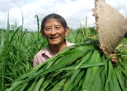 Anh hùng chăn nuôi Hồ Giáo qua đời