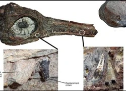 Bất ngờ phát hiện hóa thạch của loài bò sát biển có 4 lỗ mũi