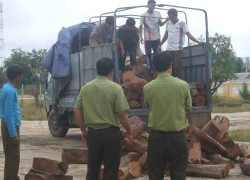 Bắt thêm nghi can đường dây vận chuyển gỗ lậu