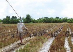 "Điêu đứng" vì giá vịt thịt giảm sâu