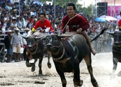 Lễ hội đua trâu ở Thái Lan qua ảnh