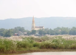 Nghệ An: Không giấy phép kinh doanh, tự ý thu phí bãi lau mọc dại