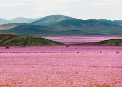 Sa mạc hoa đẹp khó tin ở Chile