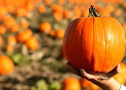 Tận mục trang trại trồng bí ngô khổng lồ cho lễ Halloween