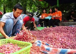 Thương lái ép giá, nông dân Lý Sơn tự đem hành tỏi ra Hà Nội bán