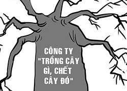 Trồng cây gì chết cây đó