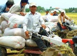 Cánh đồng lớn vẫn... nhỏ