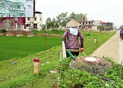 Chuyển đổi gần 1.000ha đất trồng lúa sang đất dự án tại HN