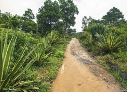 'Công viên kỷ Jura' thu nhỏ ấn tượng ở Hà Nội