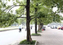 "Hà Nội nên di dời bớt cây hoa sữa"