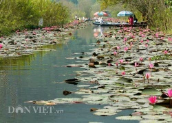 Hương Sơn mùa hoa súng nở