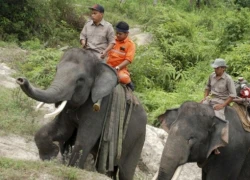 Indonesia huấn luyện voi thành "lính cứu hỏa"