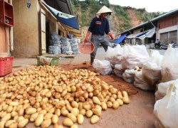 Khoai tây Trung Quốc lại được vào chợ Đà Lạt