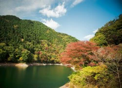 Ngắm rừng cây lá đỏ ở 'lá phổi của Tokyo'