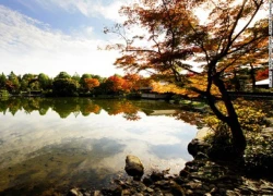 Những địa điểm ngắm mùa lá đỏ, vàng ở Tokyo