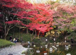 Những điểm ngắm cảnh mùa thu đẹp nhất Tokyo