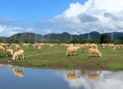 Theo 'Dấu chân du mục' đi chăn cừu ở Ninh Thuận