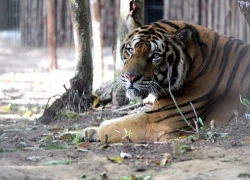 Hổ Bengal và những thú quý trong công viên bán hoang dã