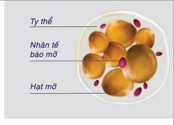 Bạn biết gì về mỡ nâu trong cơ thể?