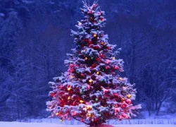 Bất ngờ với những khám phá thú vị về cây thông Noel