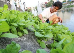 Dân Thủ đô tự trồng rau sạch kiểu "cao nguyên đá"