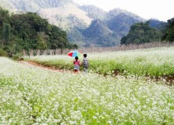 Hoa cải nở trắng núi đồi Mộc Châu