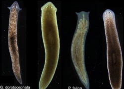 Kì diệu cách tái sinh thành một loài hoàn toàn mới của giun dẹp