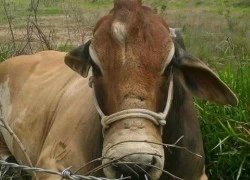 Kinh ngạc bò "một sừng" xuất hiện ở Brazil