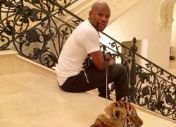 Mayweather được tặng hổ con dịp Giáng sinh