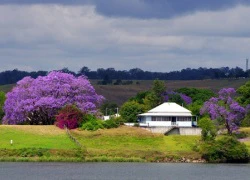 Mùa phượng tím lãng mạn ở Australia