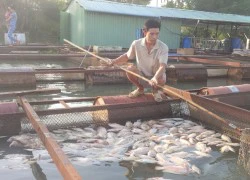 Cá chết trắng bè trên sông Đồng Nai