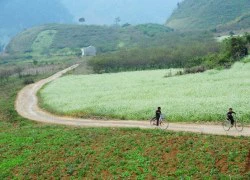 Những điểm ngắm hoa cải trắng tuyệt đẹp ở Mộc Châu