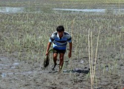 Trắng tay vì hạn mặn